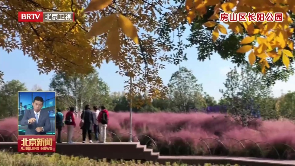 京城多处景区迎来秋叶最佳观赏期