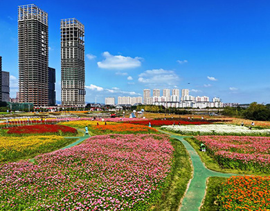 南昌：城市花海