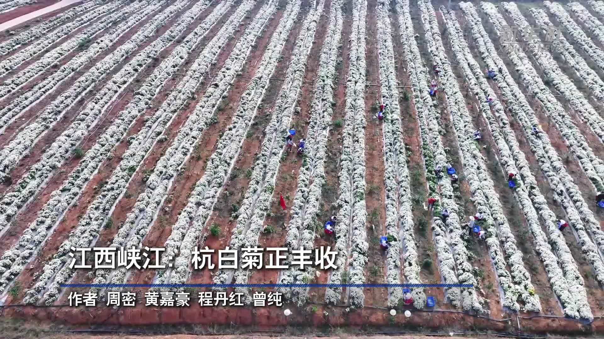江西峡江：杭白菊正丰收