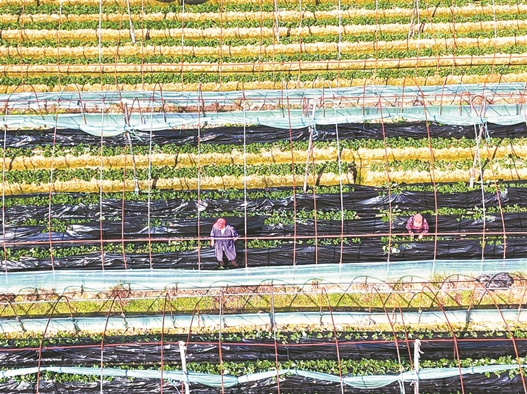 赣江新区：田间管护（图）