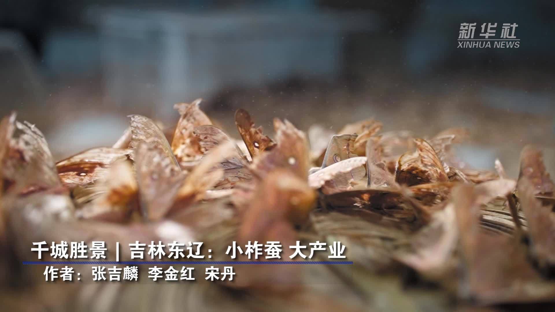 千城胜景｜吉林东辽：小柞蚕 大产业