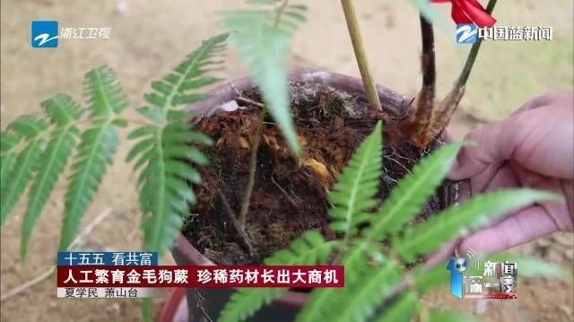 【#人工繁育金毛狗蕨珍稀药材长出大商机#】在杭州萧山区这家种植基地,