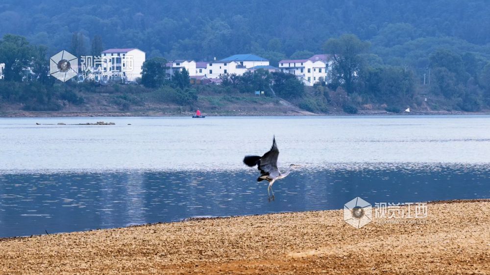 2026年10月24日在江西省吉安市峡江县巴邱镇赣江成子洲拍摄的画面。