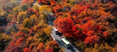 漫山红叶已上线，解锁山东宝藏赏秋地