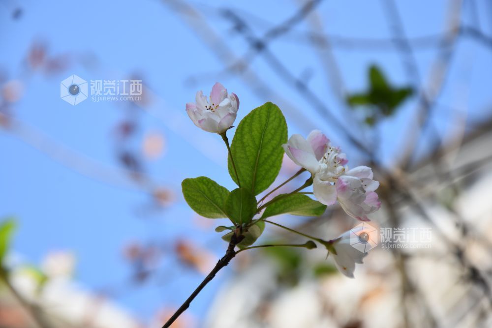 10月27日,江西省吉安市永新县南门老街景区,海棠花在蓝天映衬下舒展花瓣,清新动人。