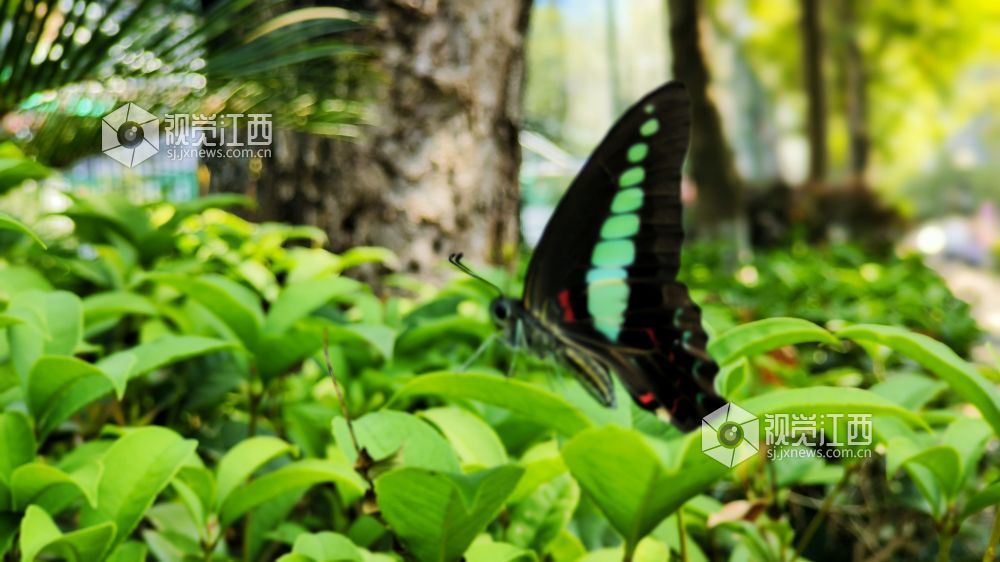 江西宜春：青凤蝶翩跹绿叶间（图）