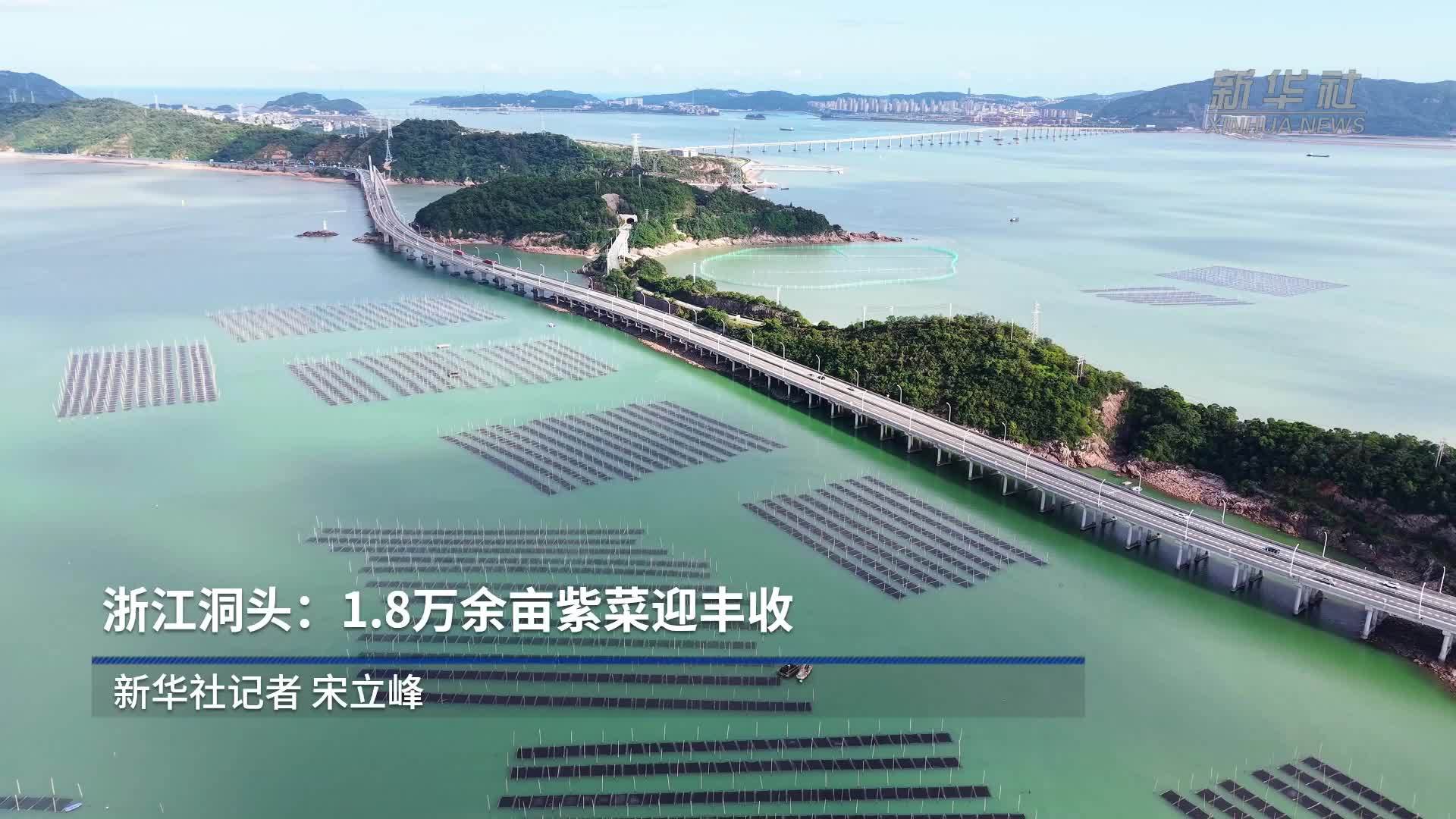 浙江洞头：1.8万余亩紫菜迎丰收