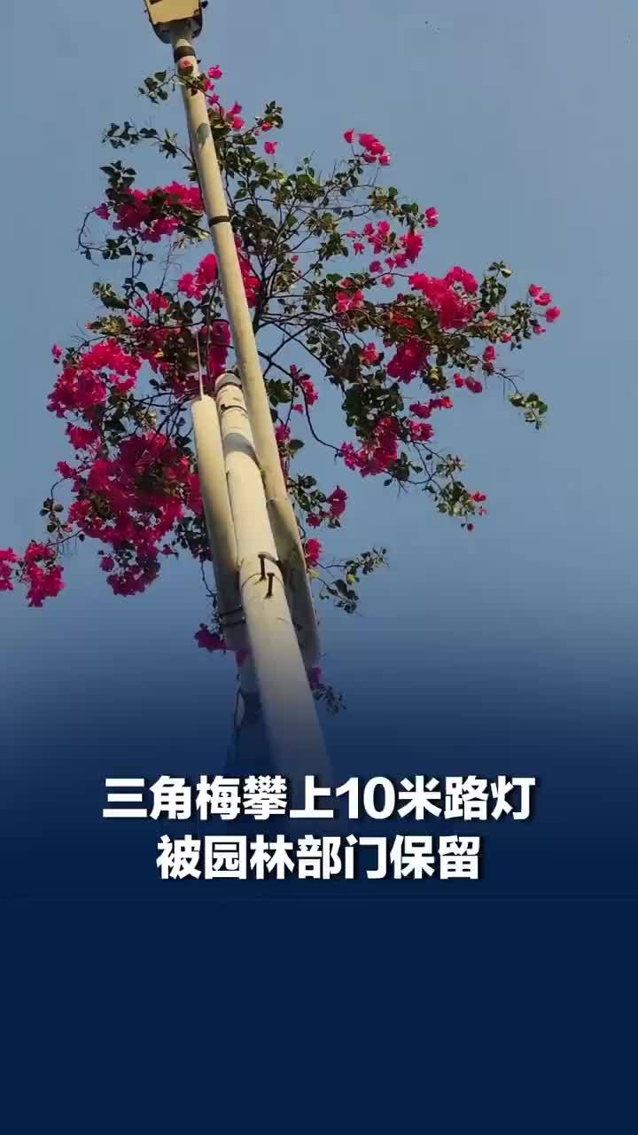 园林部门回应三角梅攀上10米路灯