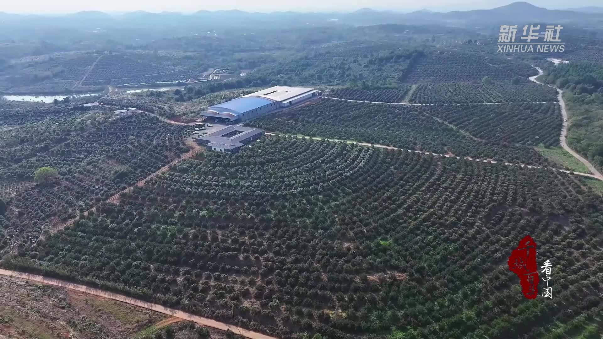 千城百县看中国丨湖南冷水滩：油茶丰收 花果同树