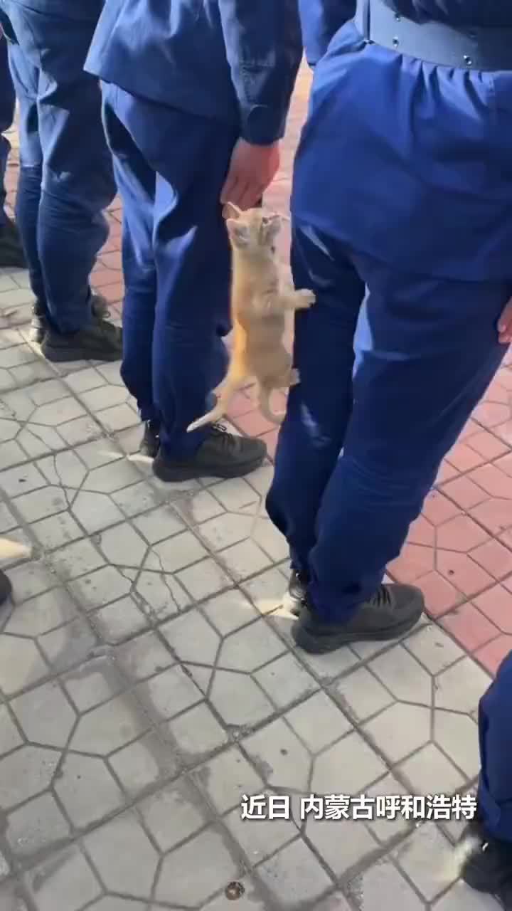 小猫误闯训练现场爬到消防员身上