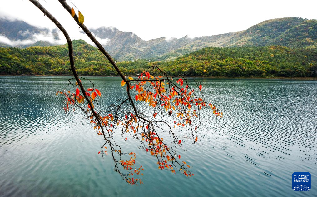 这是10月22日拍摄的文县天池国家森林公园秋景 新华社记者 费茂华 摄