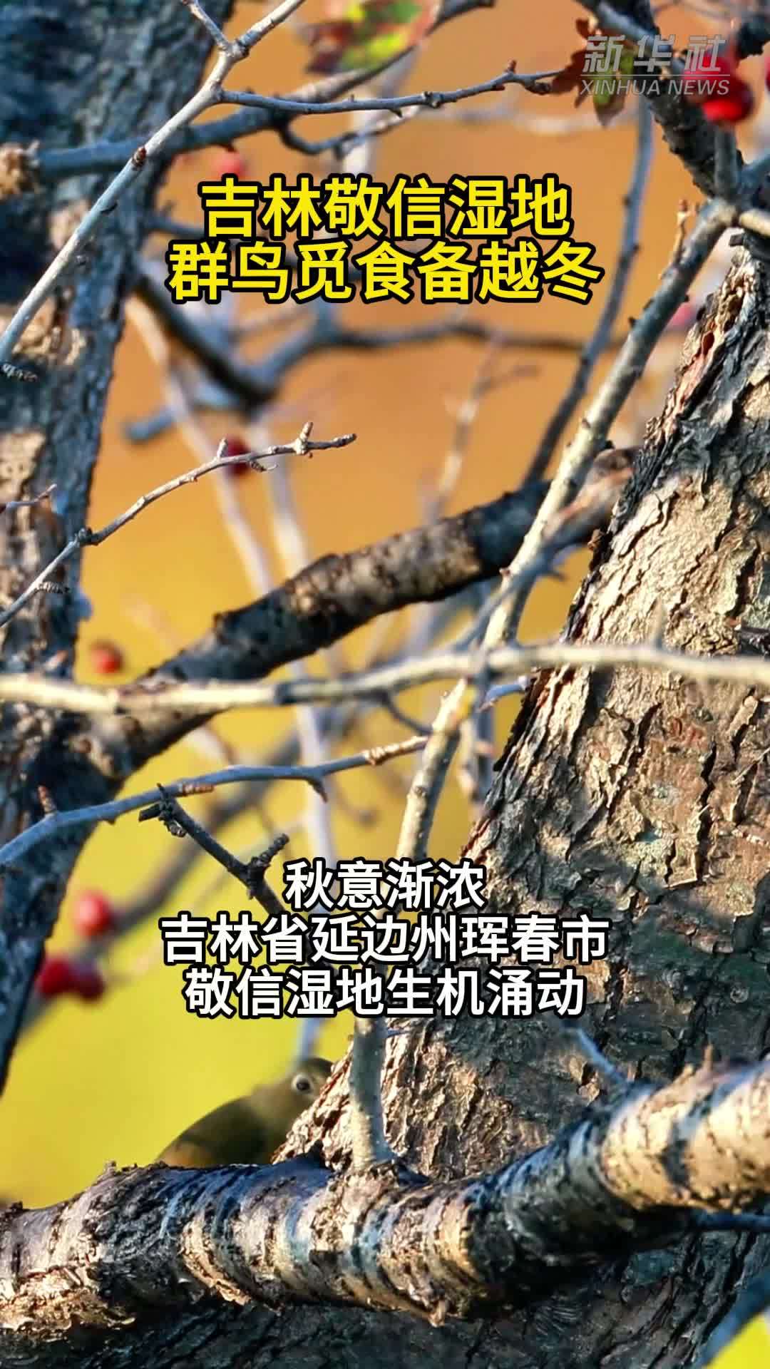吉林敬信湿地：群鸟觅食备越冬