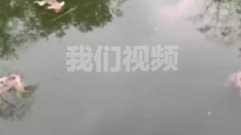 【多只猴子疑喝水时掉进水柜淹死】马山县政府回应多只猴子喝水溺亡 10