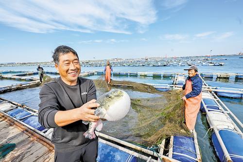10月19日,唐山海都渔业集团海洋牧场,工作人员查看河鲀生长情况。 近年来,滦南县加快从传统渔业向现代渔业转型,通过科技创新培育良好种质,让“蓝色粮仓”更加丰盈。本报记者 田明摄