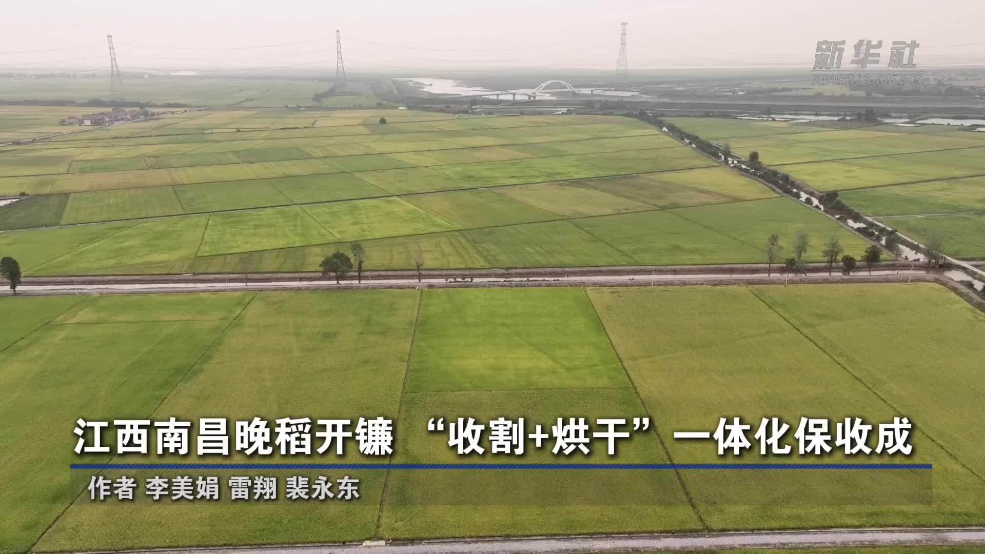 江西南昌晚稻开镰“收割+烘干”一体化保收成