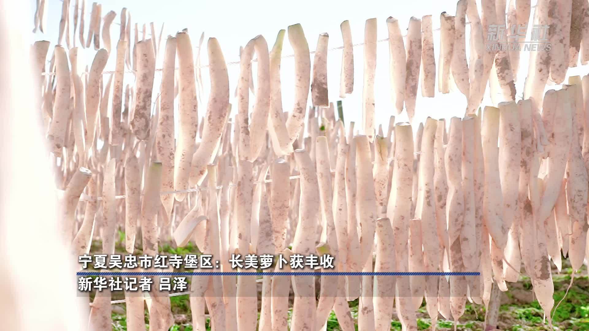 宁夏吴忠市红寺堡区：长美萝卜获丰收