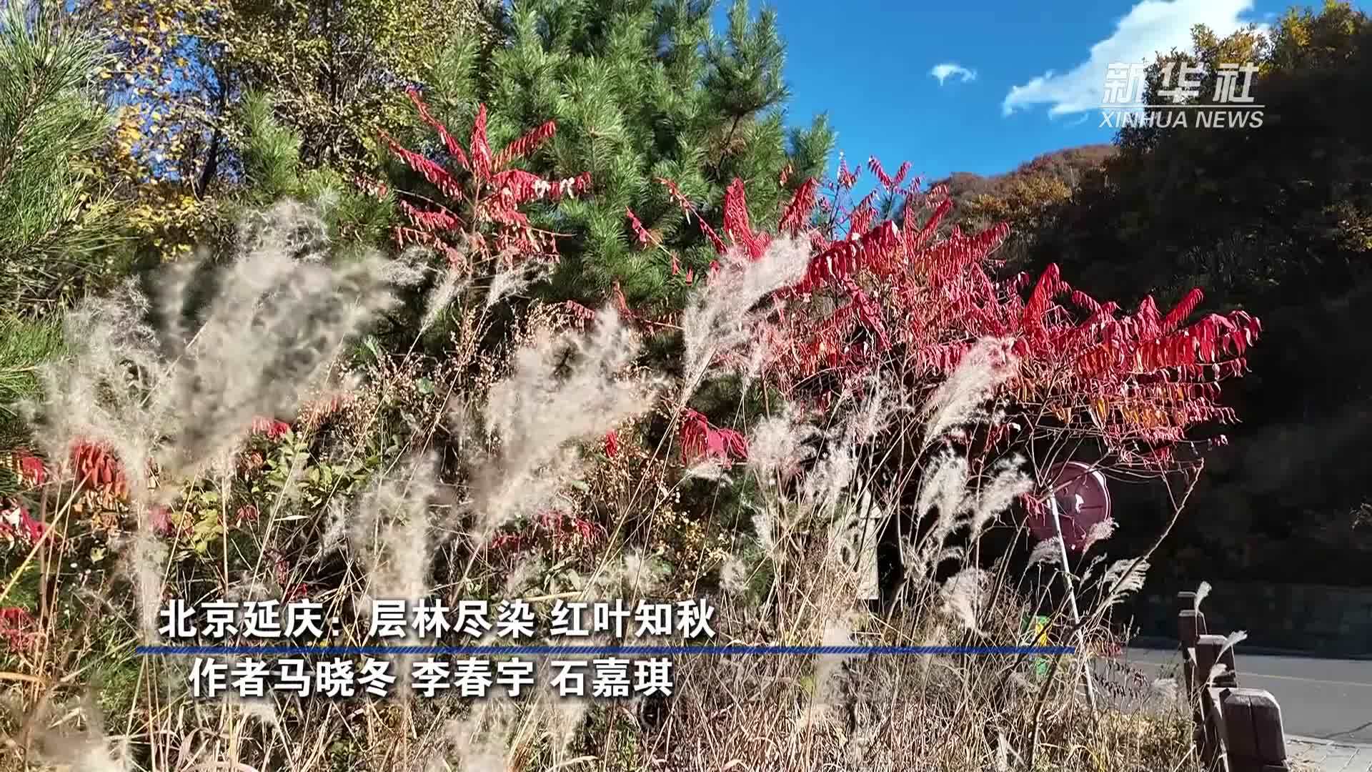 北京延庆：层林尽染 红叶知秋
