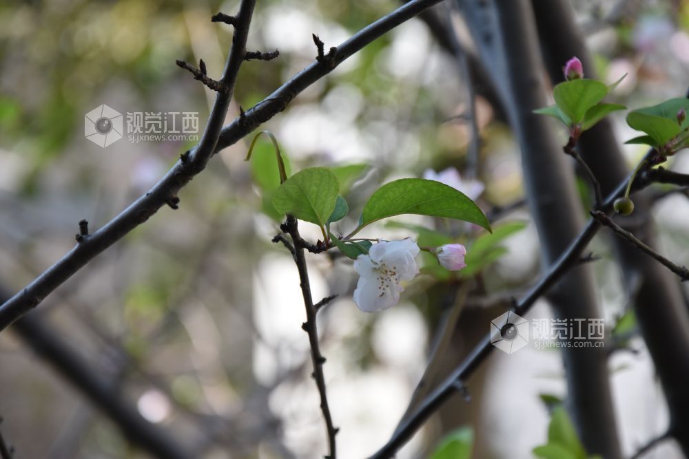 10月27日,江西省吉安市永新县南门老街景区,海棠花团缀于枝头。