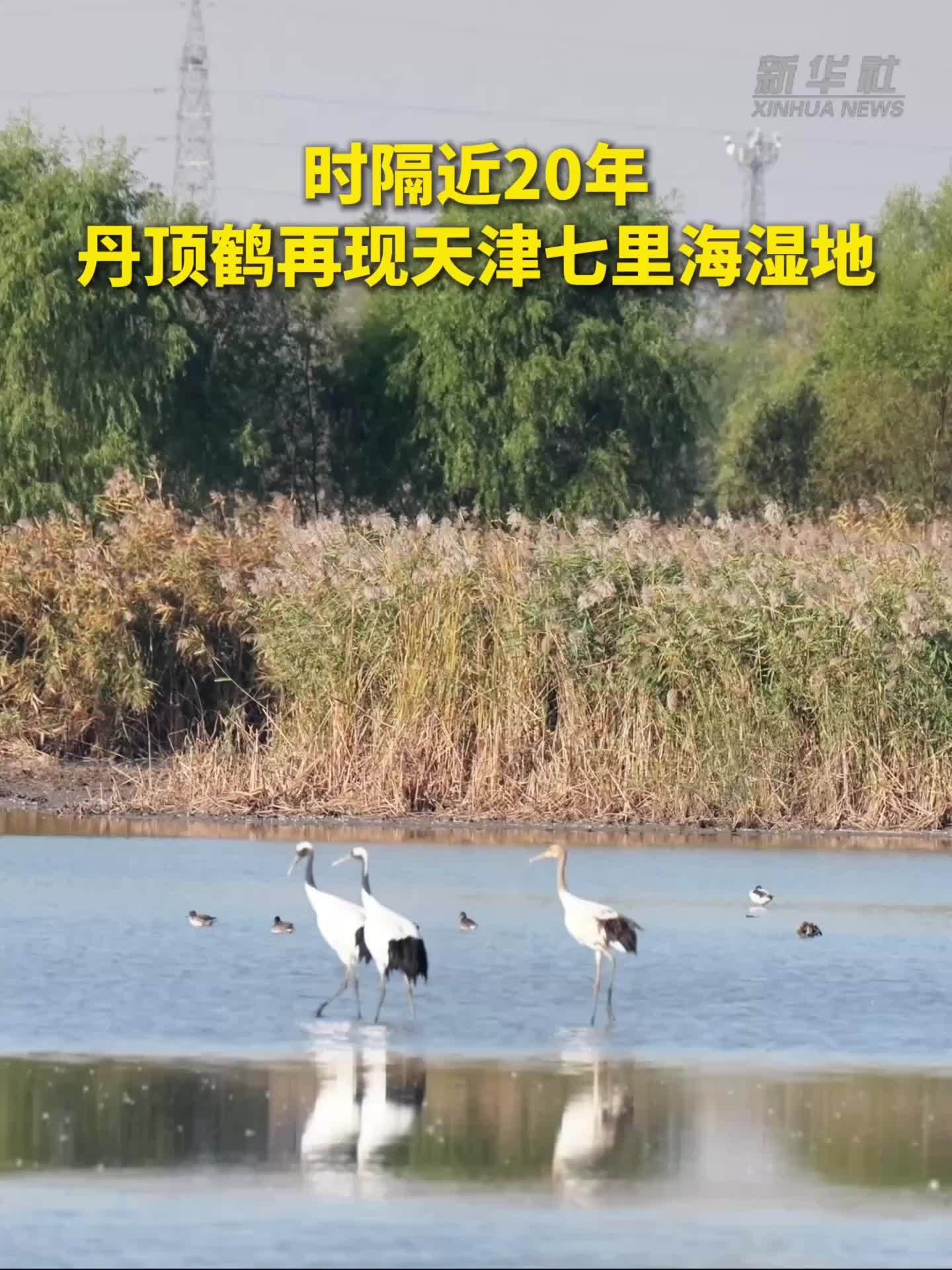 时隔近20年 丹顶鹤再现天津七里海湿地