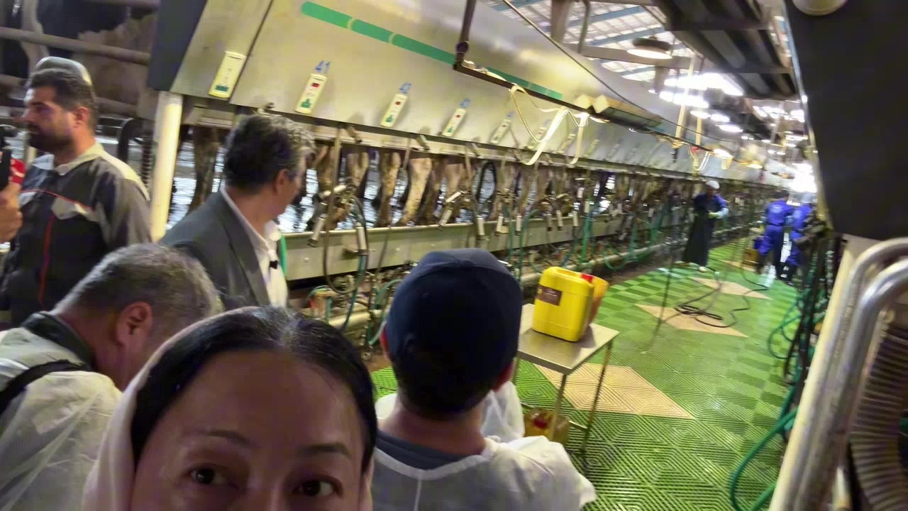 伊朗一家大型奶牛场