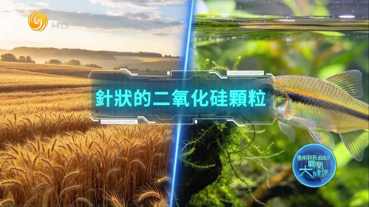 针状硅藻壳可能是食管癌的潜在促癌因素？它隐藏在哪些食物里？