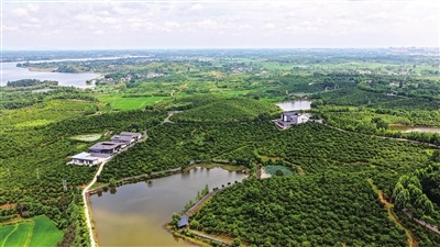 光山县司马光油茶园核心区油茶种植面积已达3.3万亩,并打造成为国家3A级旅游景区和省级工业旅游示范基地。刘一兵 摄