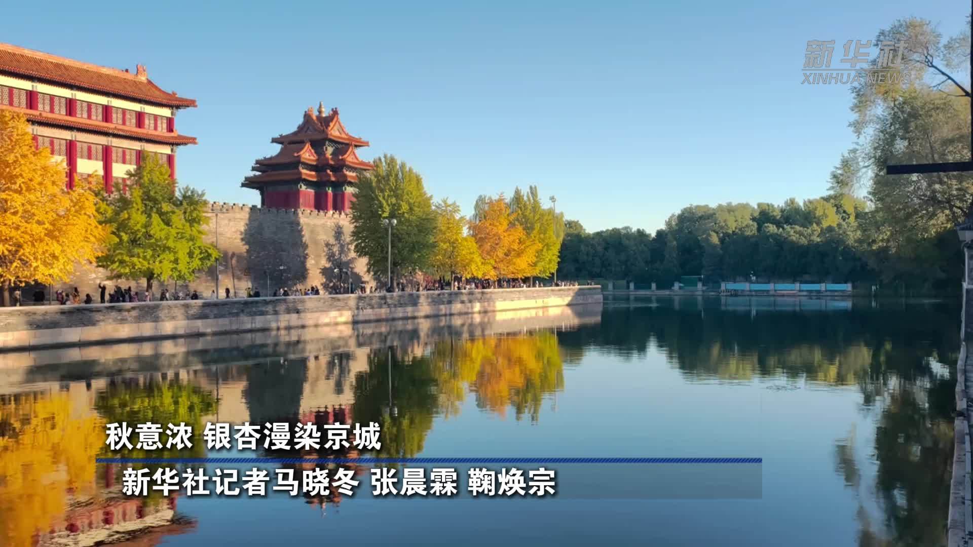 秋意浓 银杏漫染京城
