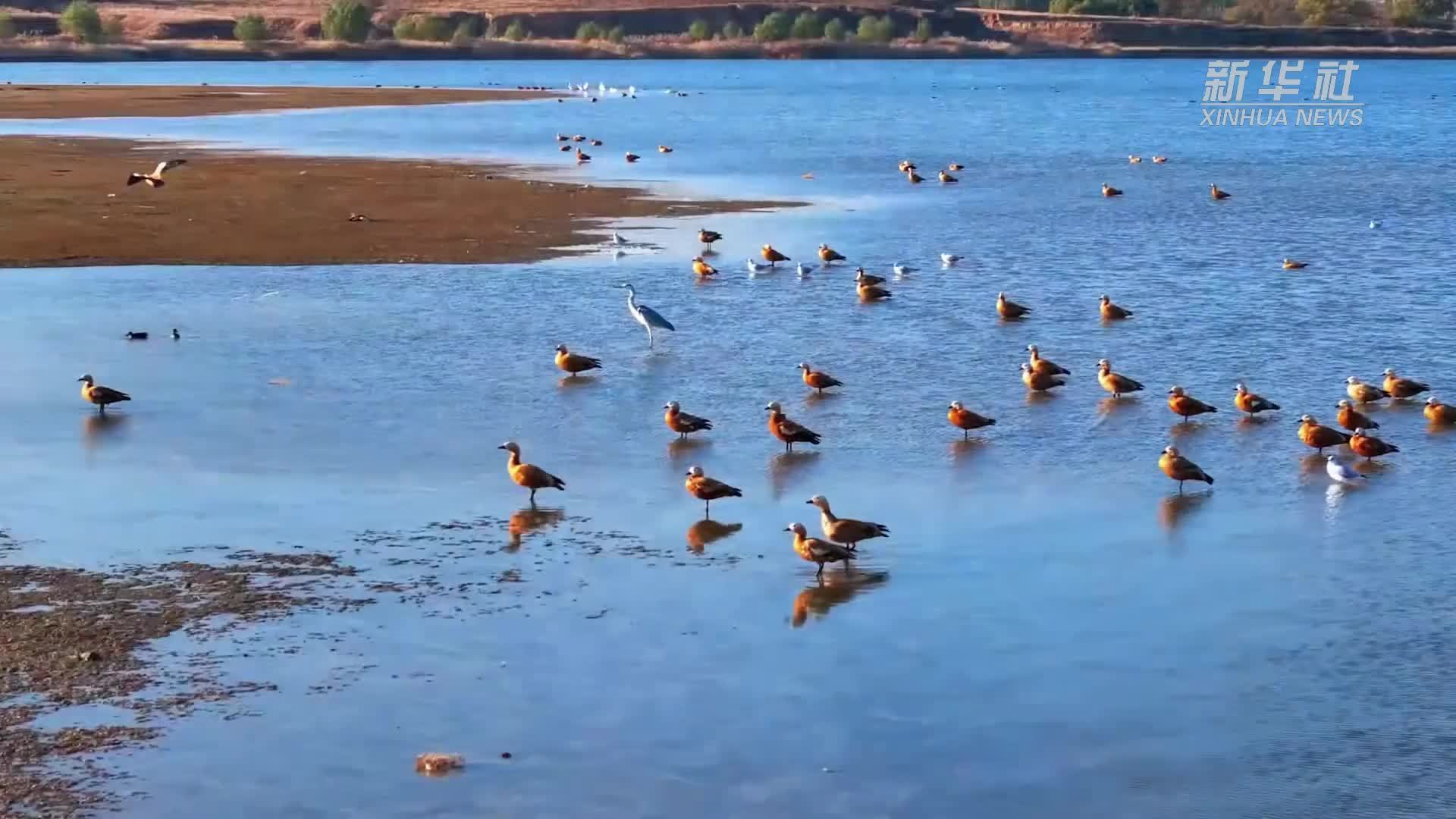 瞰中国｜内蒙古：秋染宝贝河 候鸟赴约来