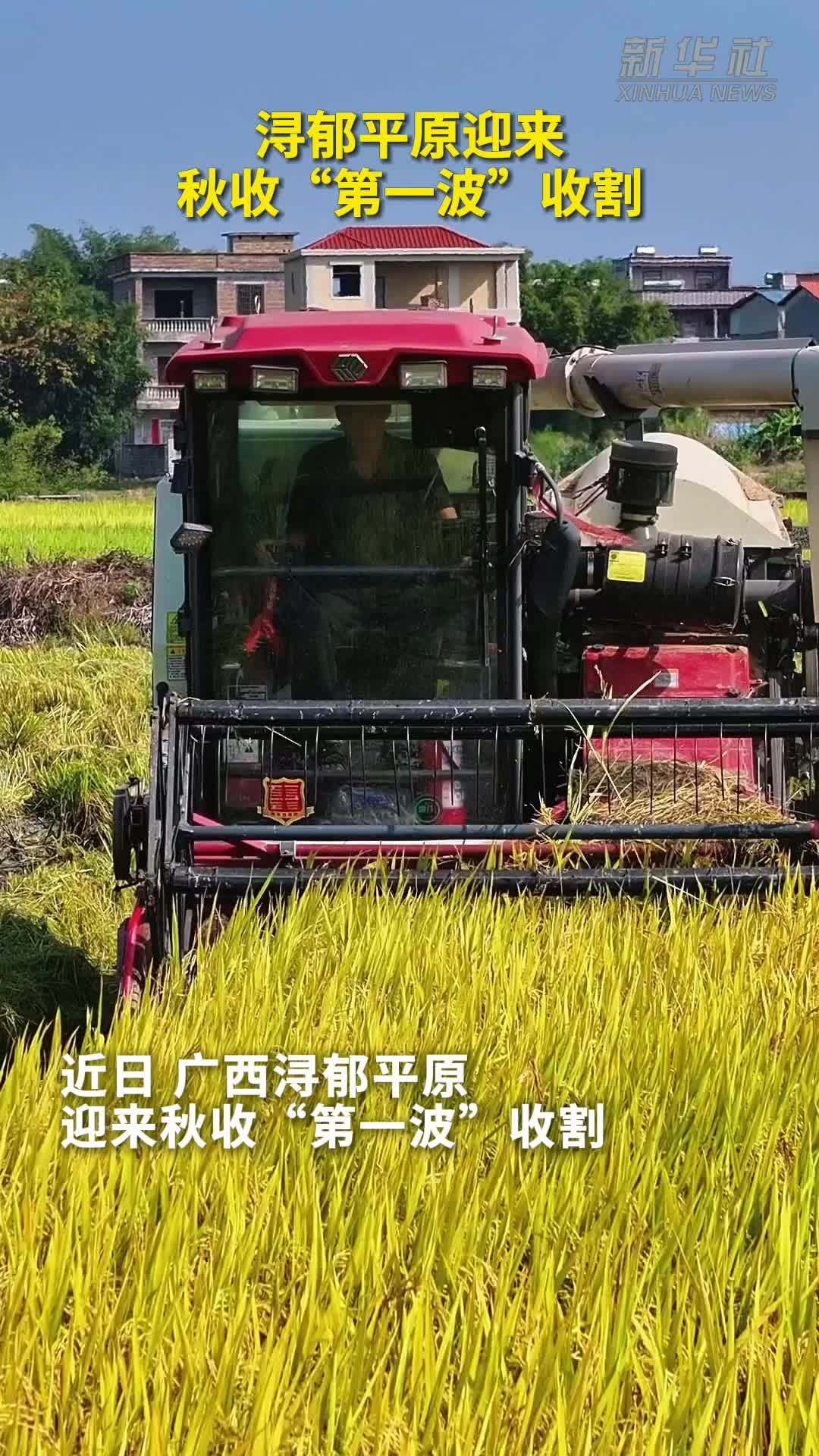 秀我中国｜浔郁平原迎来秋收“第一波”收割