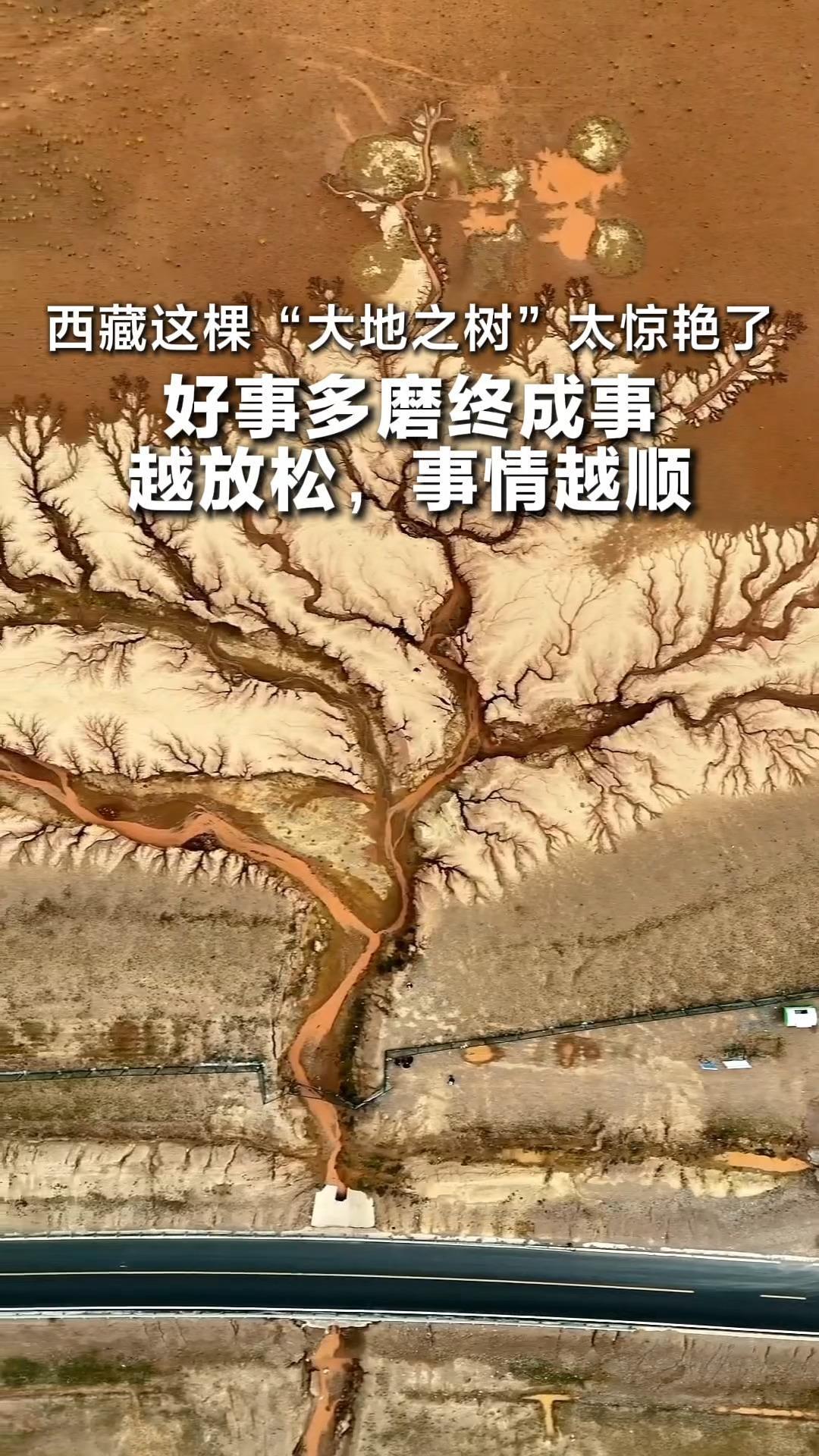 西藏这棵“大地之树”太惊艳了 好事多磨终成事 越放松，事情越顺