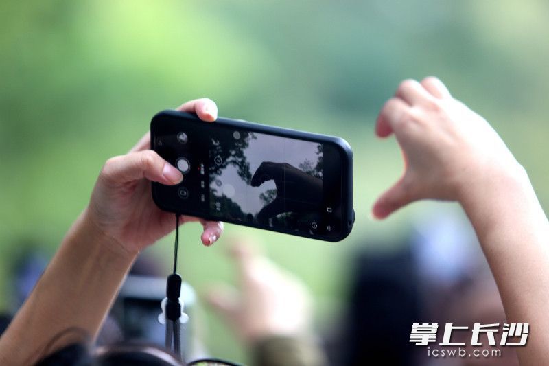 与树丫拼心。
