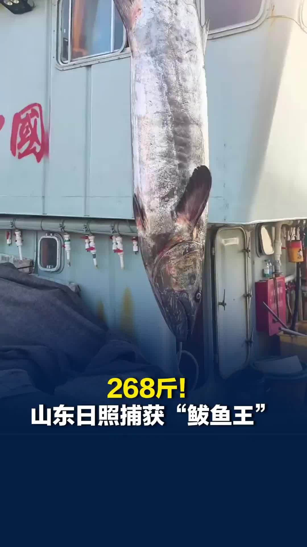 268斤！山东日照捕获“鲅鱼王”，常见鲅鱼仅几斤到十几斤，将做成鲅鱼水饺上餐桌