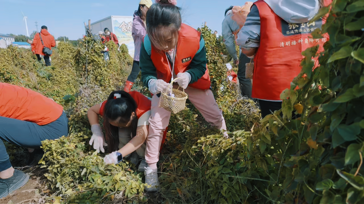 一场“山药奇遇记”，带你沉浸式感受二十四节气里的农耕农趣