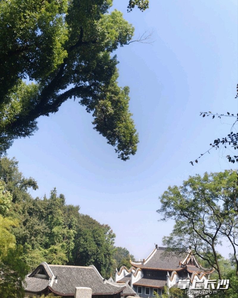 游客拼心打卡的就是这棵树。