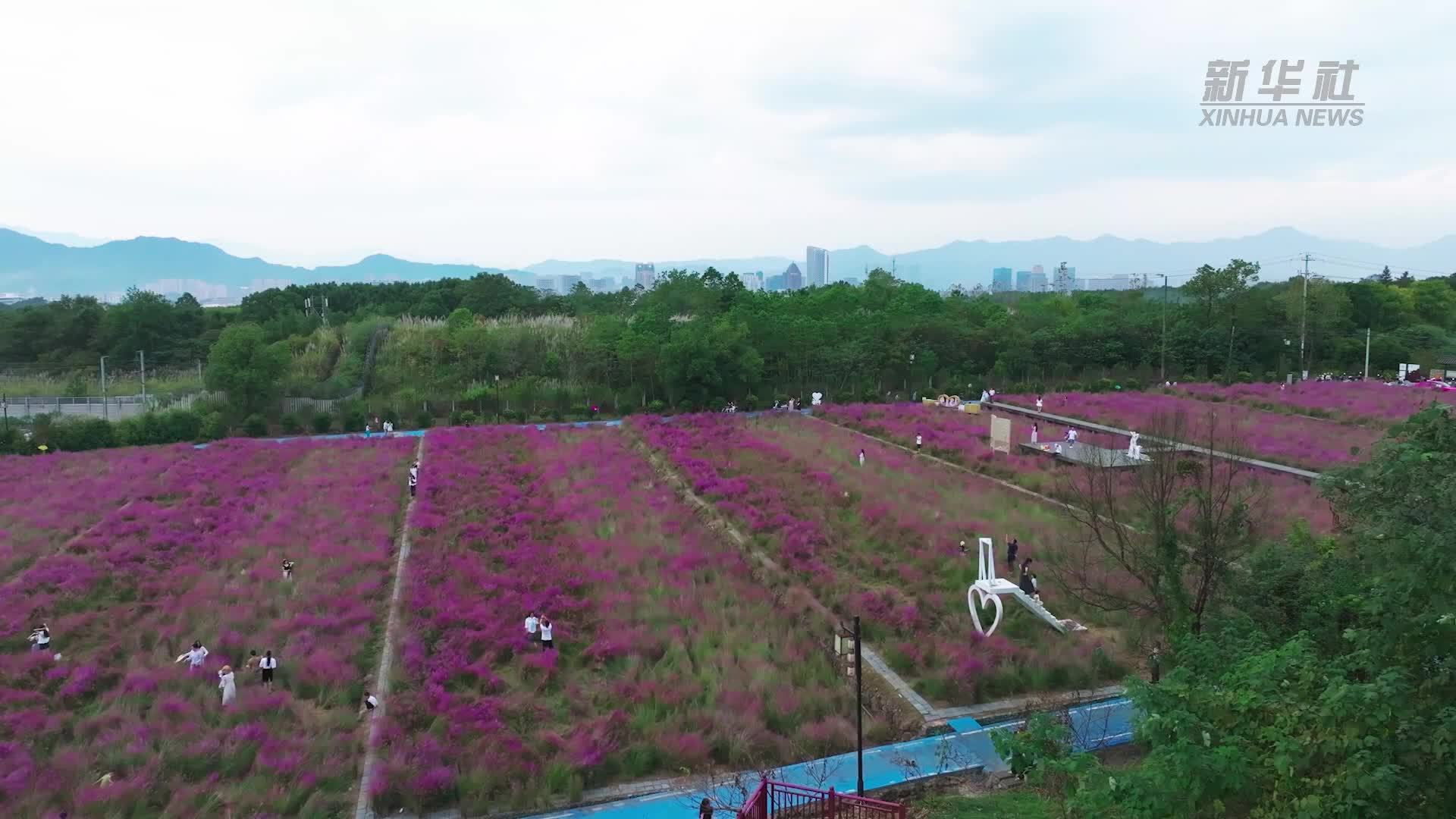 杭州桐庐：粉黛花海醉游人 错峰秋游正当时