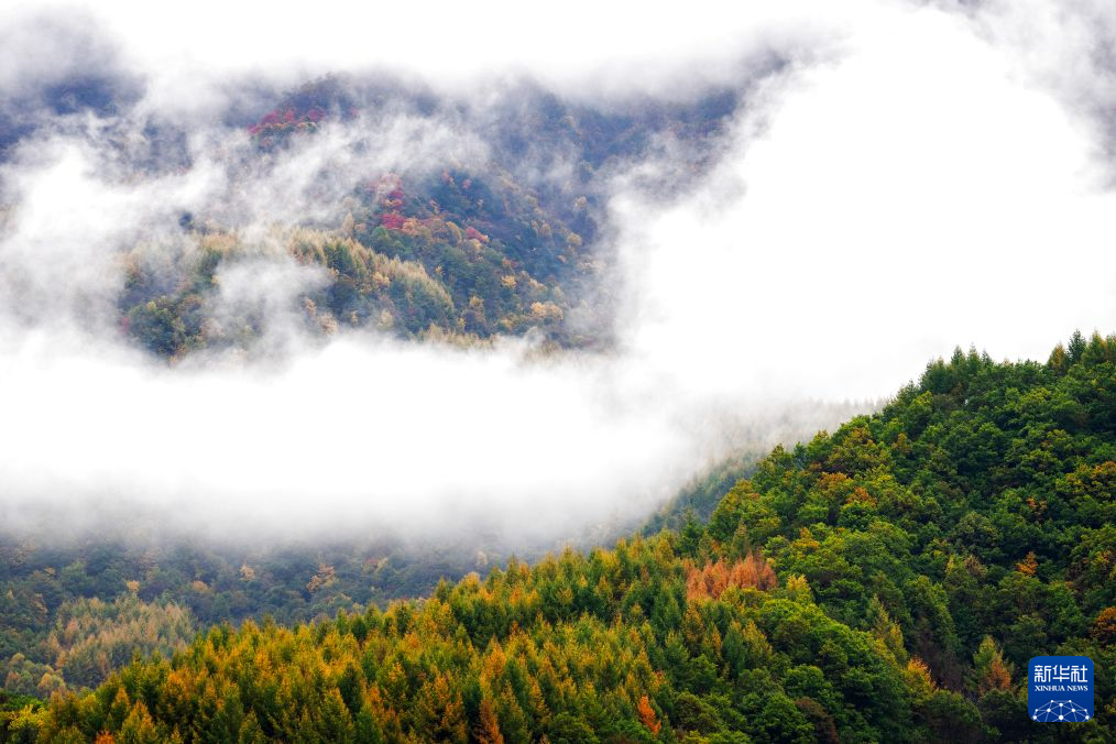 这是10月22日拍摄的文县天池国家森林公园云雾缭绕的秋景 新华社记者 费茂华 摄