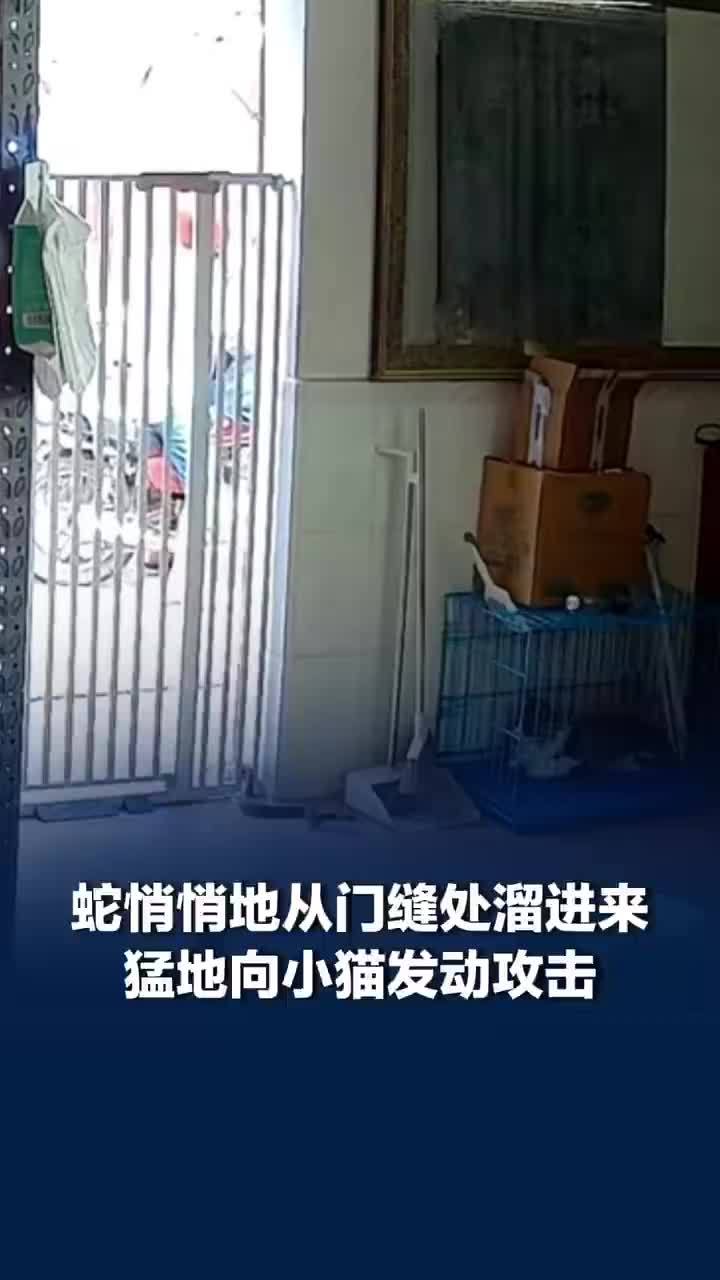 蛇溜进屋内小猫察觉后与其对峙