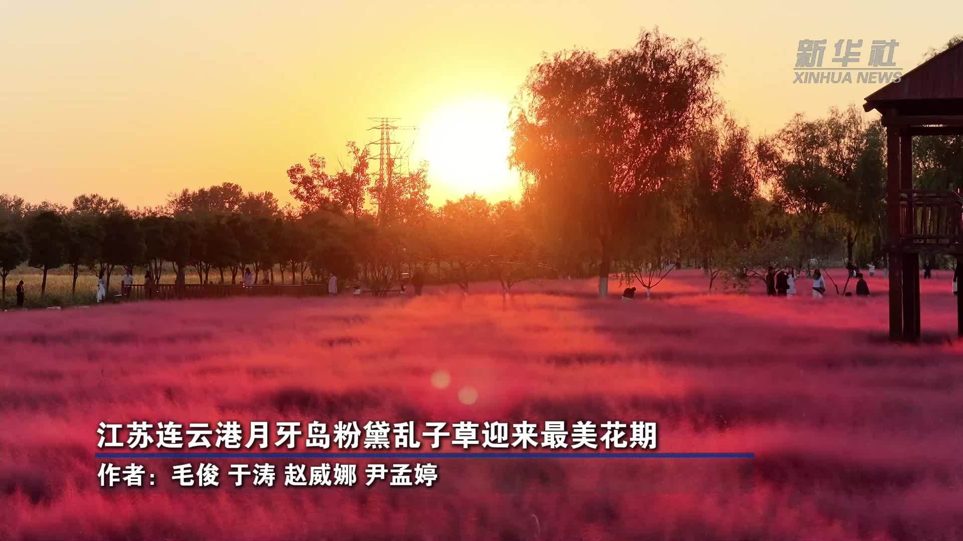 江苏连云港月牙岛粉黛乱子草迎来最美花期