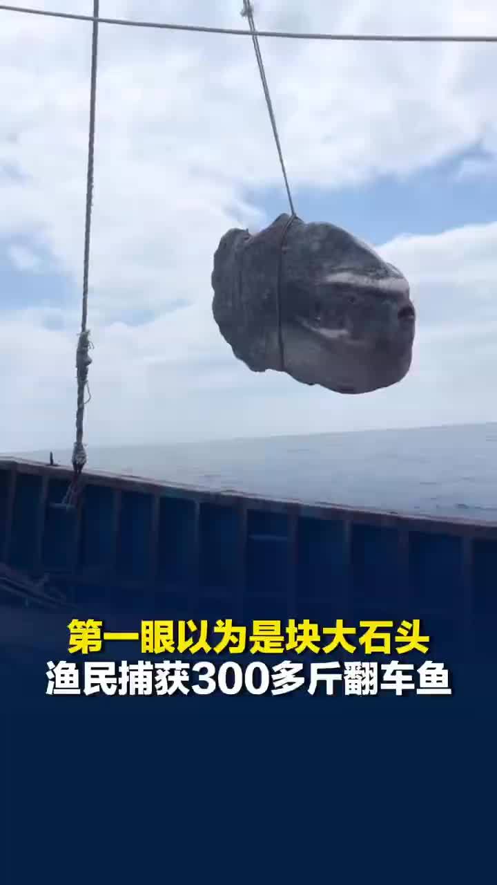 舟山渔民捕获300多斤巨型翻车鱼
