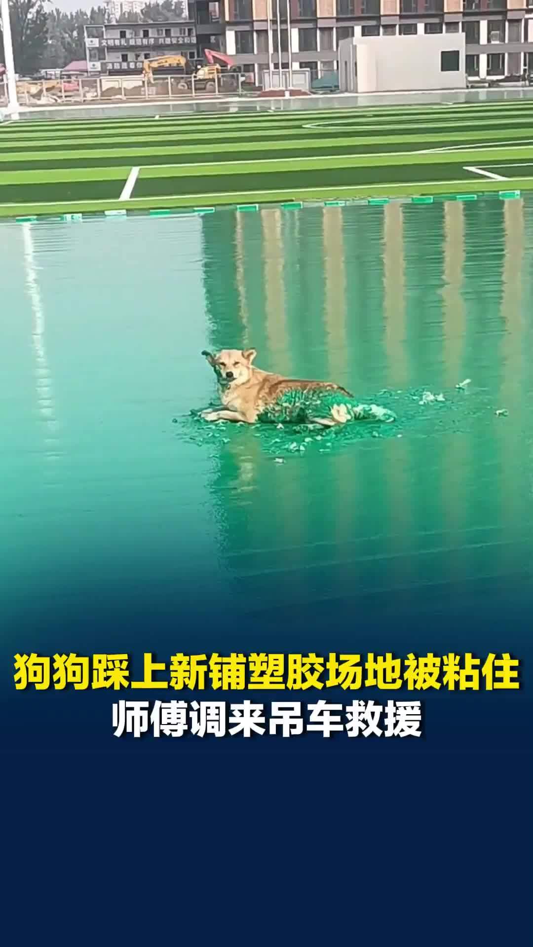 狗狗踩上新铺塑胶场地被粘住，师傅调来吊车救援，救援者：割开塑胶后狗狗成功跑开