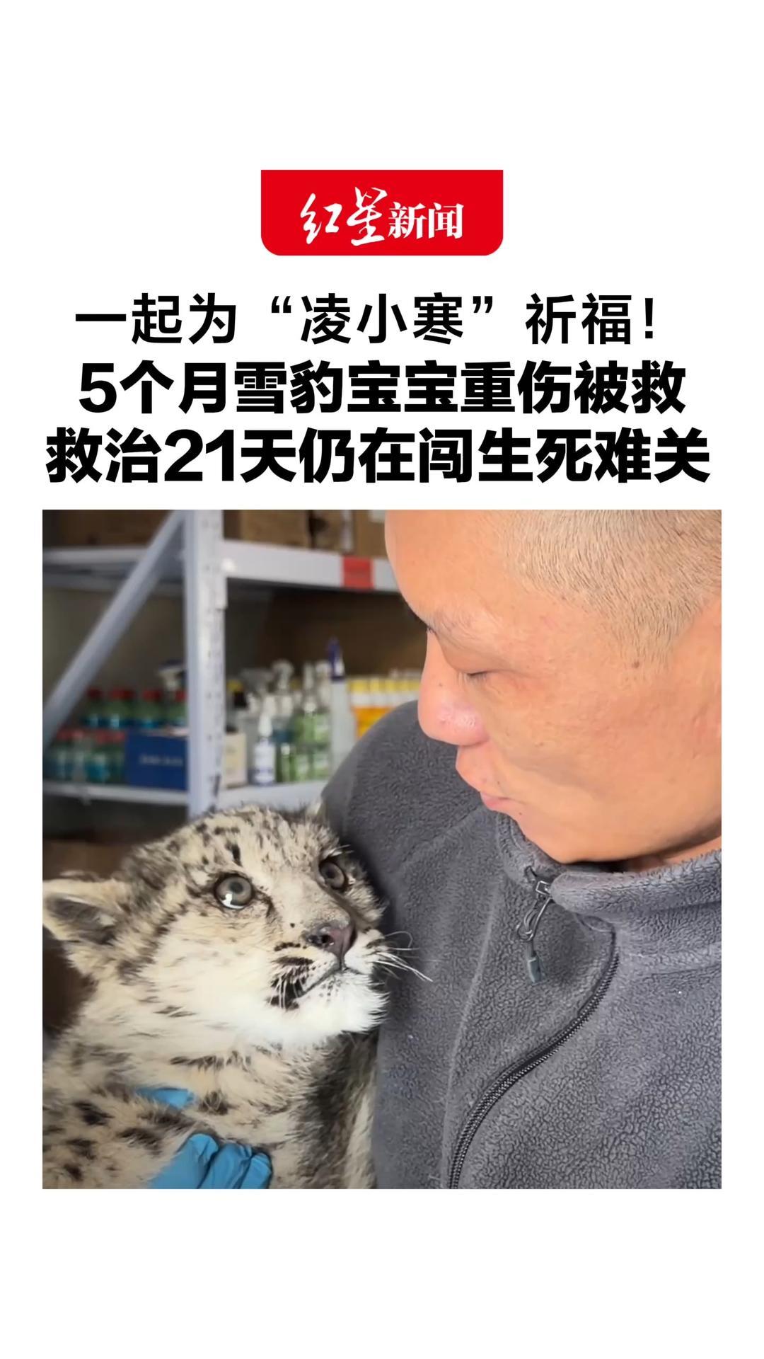 一起为“凌小寒”祈福！5个月雪豹宝宝重伤被救 颅骨骨折，且脑出血脑水肿，救治21天仍在闯生死难关