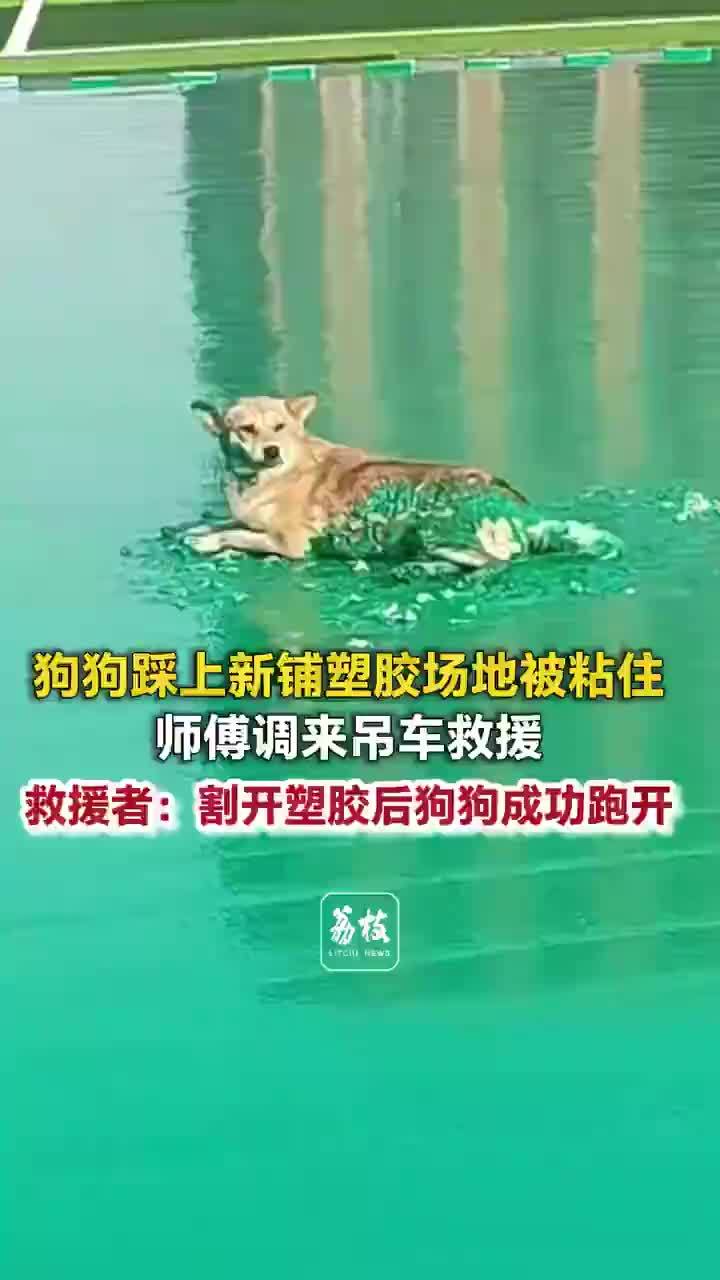 狗狗踩新铺塑胶场地被粘住吊车救援