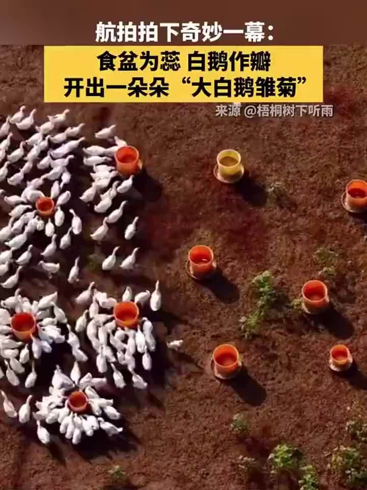 地面开出一朵朵大白鹅雏菊