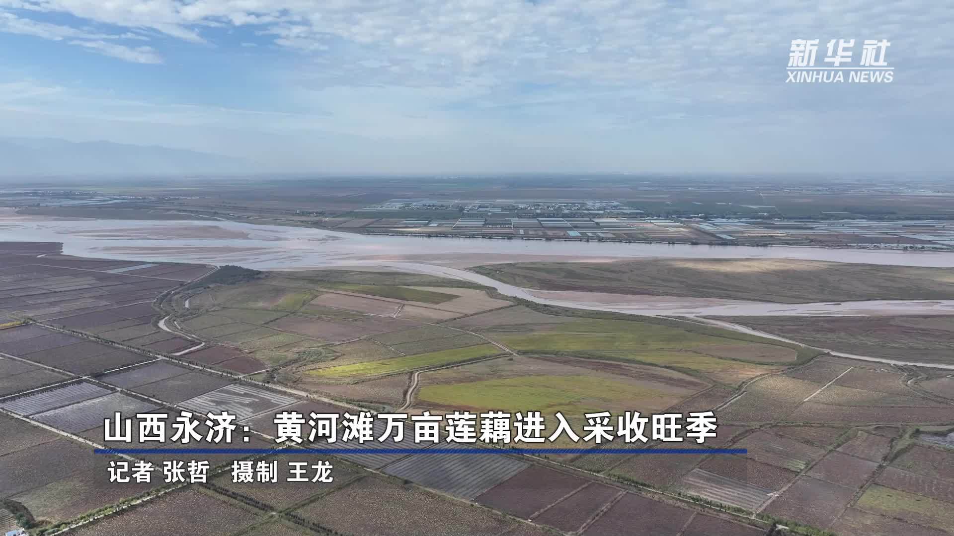 山西永济：黄河滩万亩莲藕进入采收旺季