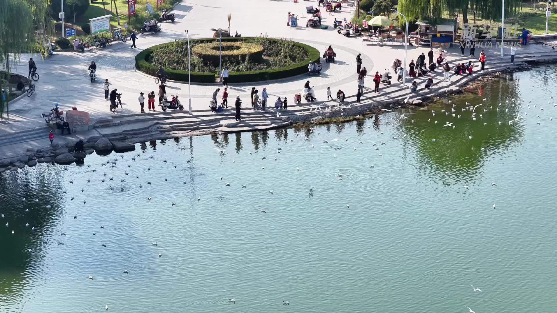 “塞上湖城”秋正好 鸥影翩跹入画来