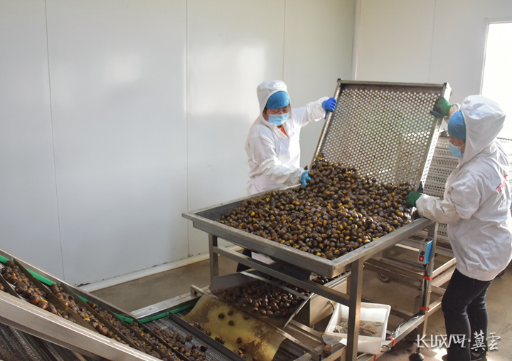 秦皇岛百峰食品有限公司生产车间工作正在制作冰栗。