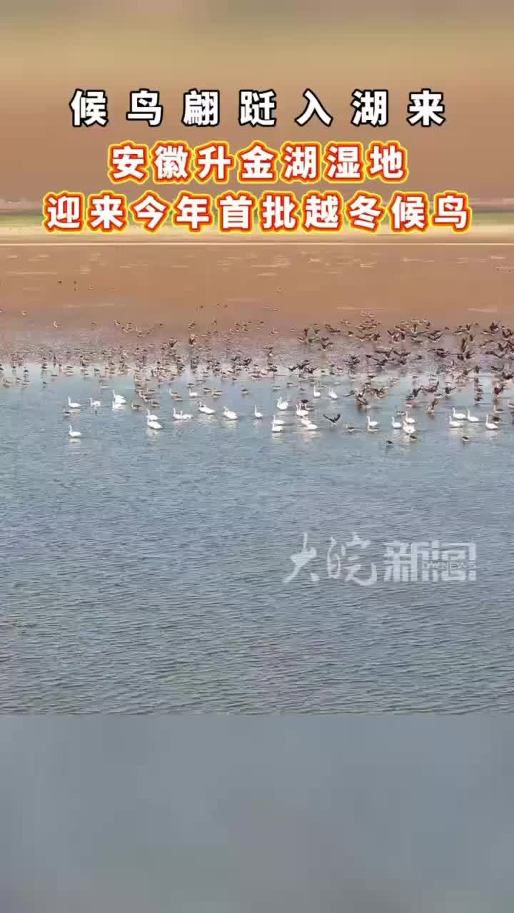 #媒体原创 今年首批越冬候鸟飞抵安徽升金湖 #升金湖 近日，安徽升金湖国家级自然保护区迎来了今年首批越冬候鸟。作为东亚——澳大利西亚候鸟迁徙路线上的重要停歇地和越冬地，升金湖凭借开阔的水域、丰富的