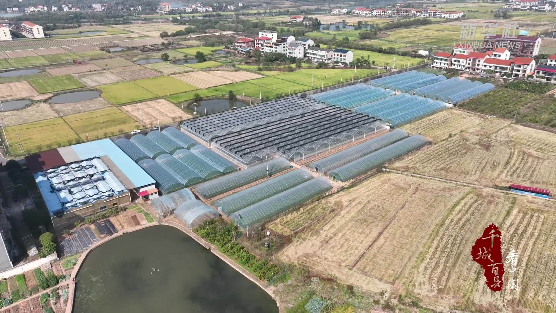 千城百县看中国｜湖南衡阳：育秧棚的秋冬新图景