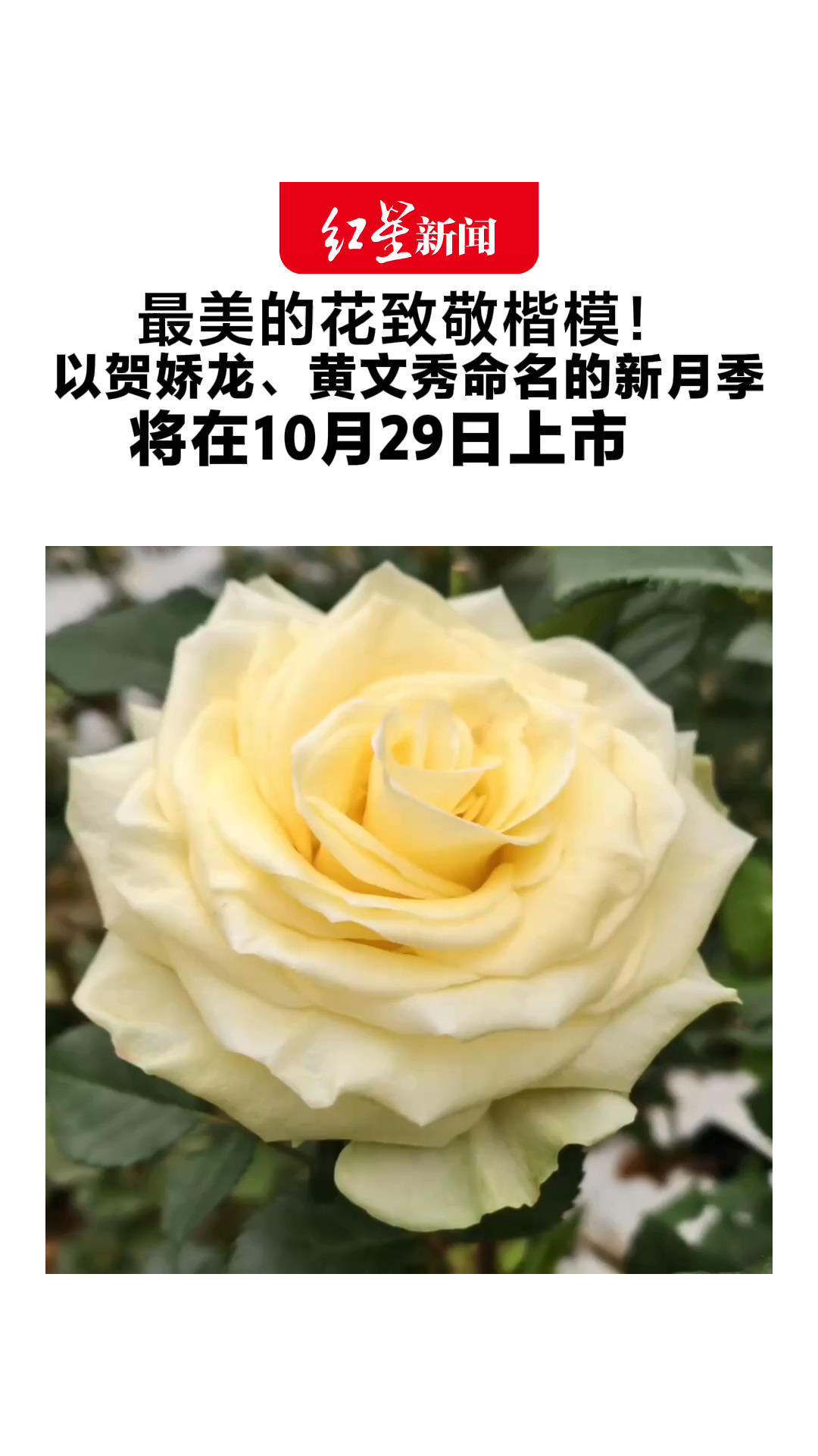 最美的花致敬楷模！以贺娇龙、黄文秀命名的新月季 将在10月29日上市 花语：若为热爱便所向披靡、热烈且无私的奉献