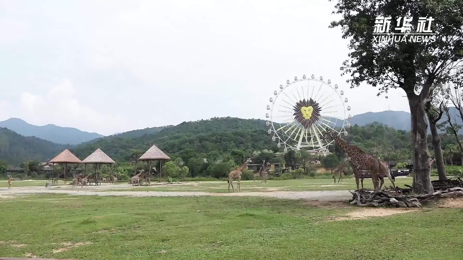 来广东清远长隆邂逅“大高个天团”